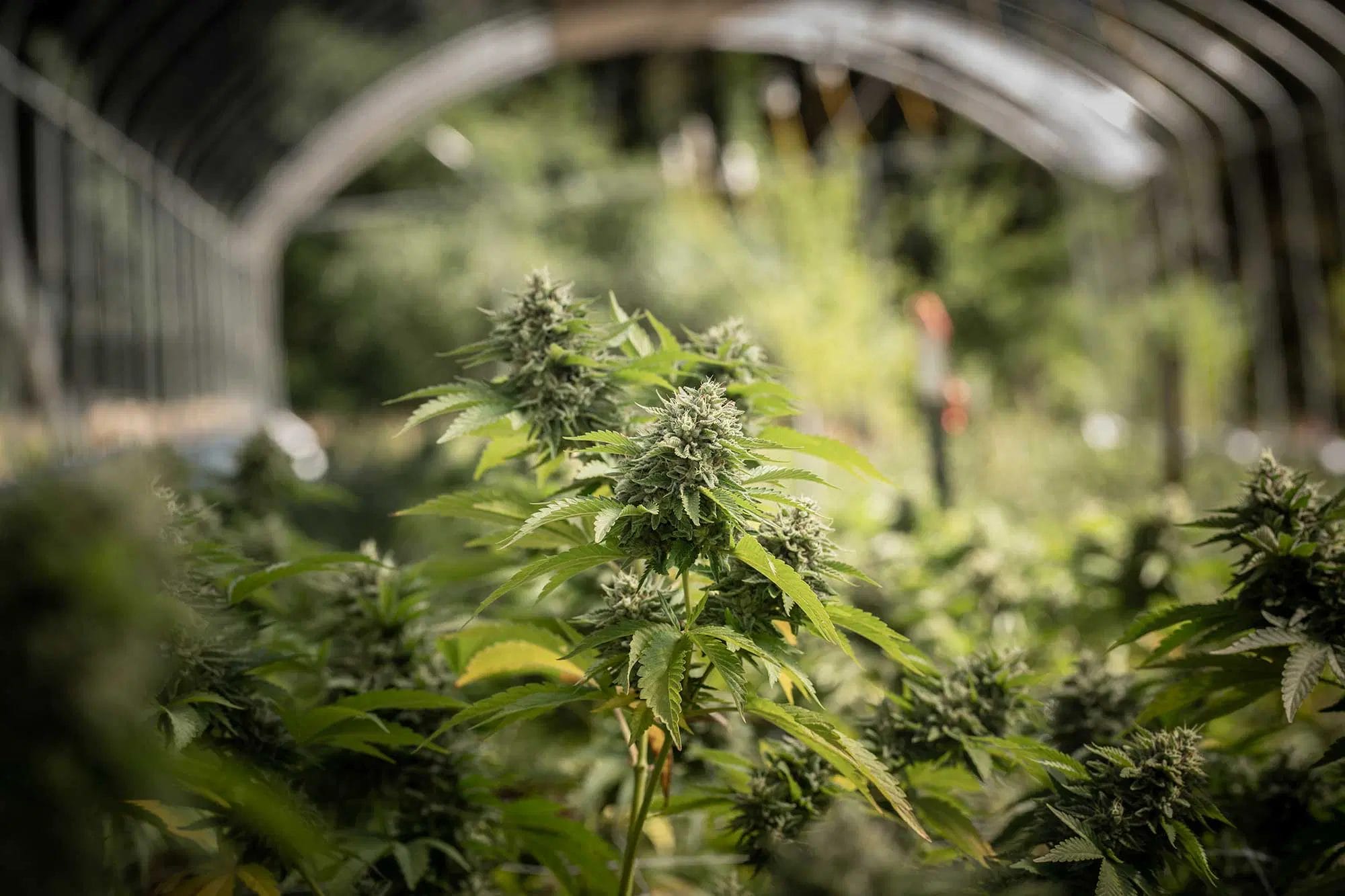 Sun-grown cannabis plants thriving in greenhouse, showcasing sustainable cultivation practices.